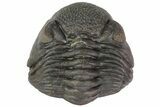 Wide, Enrolled Eldredgeops Trilobite - Ohio #113303-2